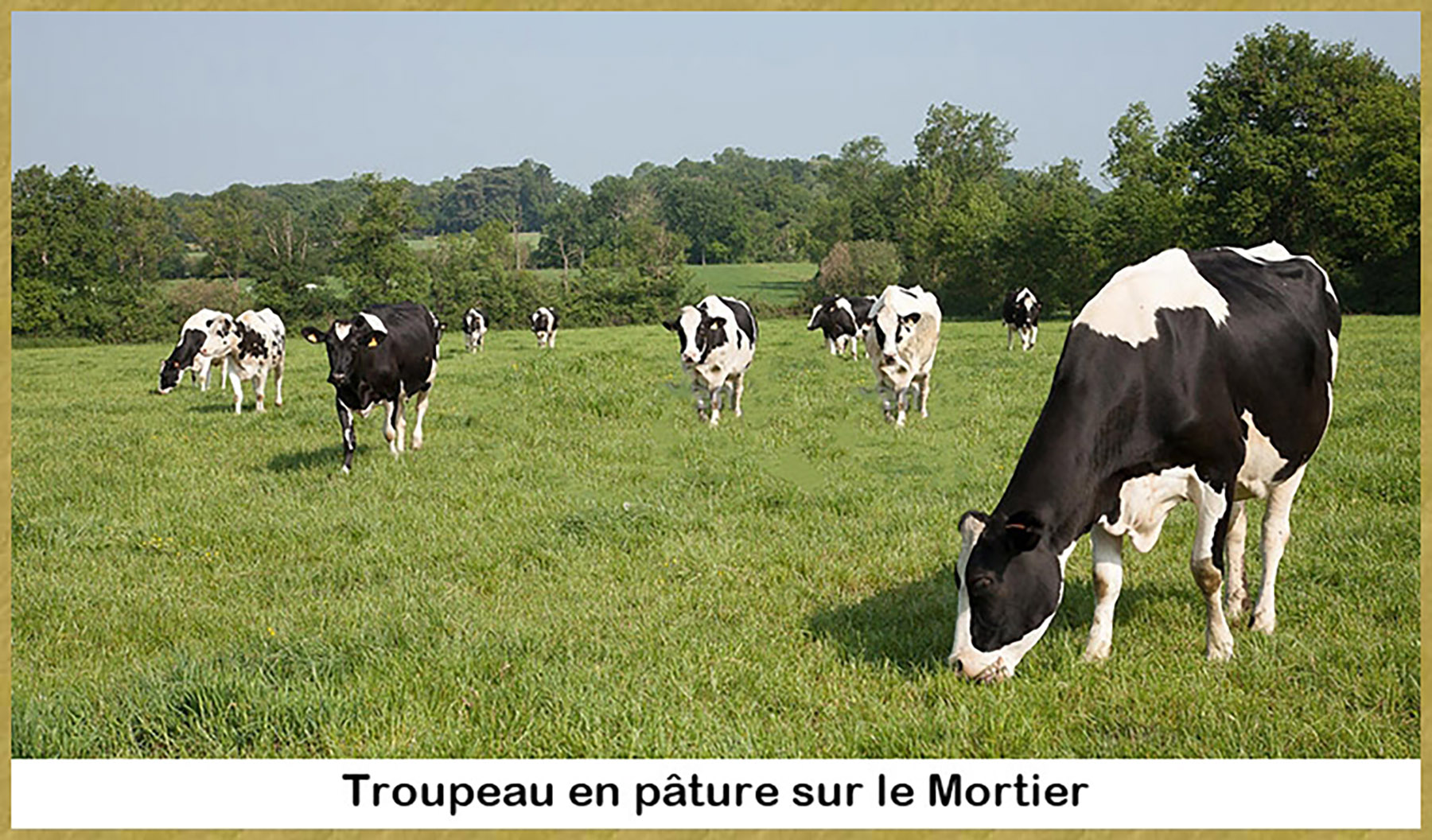 Troupeau de Vaches - 